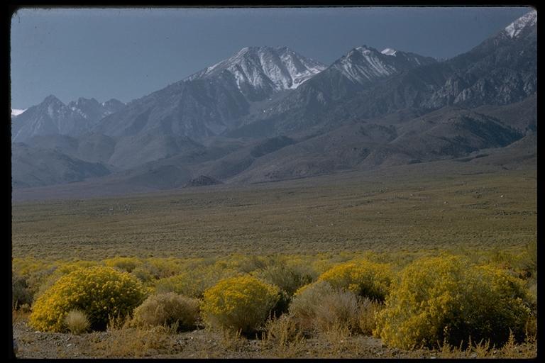 Image of rubber rabbitbrush