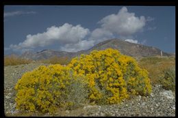 Image of rubber rabbitbrush