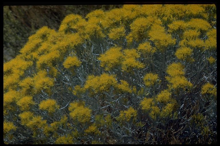 Image of rubber rabbitbrush