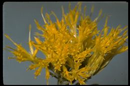 Image of rubber rabbitbrush