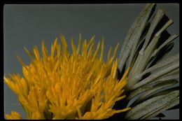 Image of rubber rabbitbrush