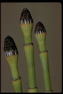 Image of smooth horsetail