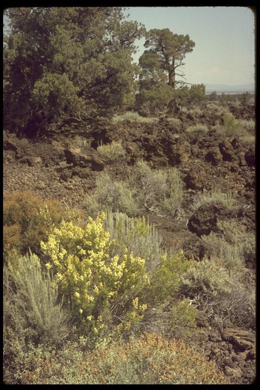 Chamaebatiaria millefolium (Torr.) Maxim. resmi