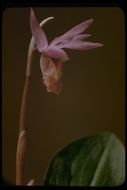 Image of Calypso orchid