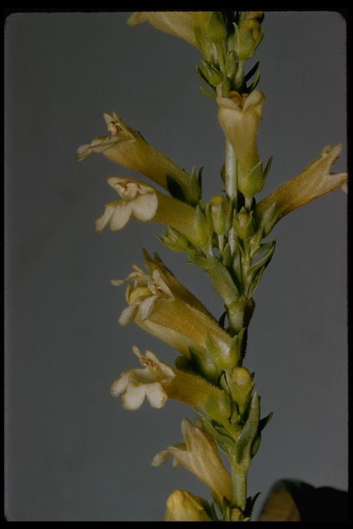 Image of scabland penstemon