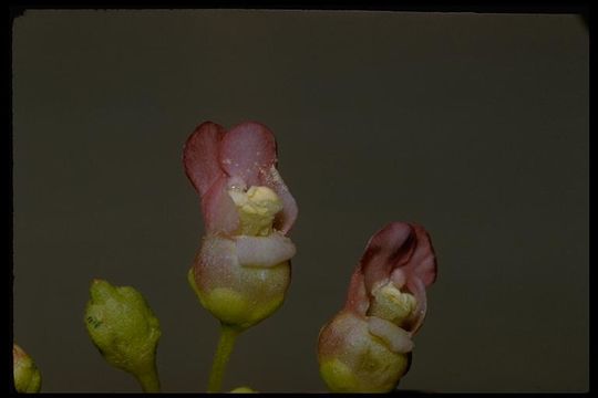 Image of American figwort