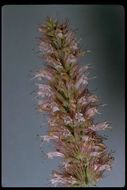 Imagem de Agastache parvifolia Eastw.