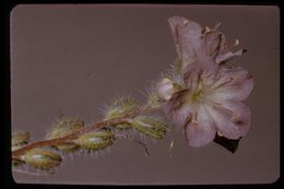 Image of threadleaf phacelia