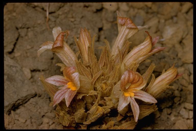 Image of <i>Orobanche corymbosa</i>