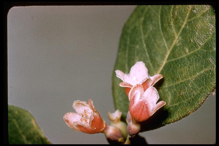 Image of Snowberry