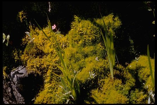 Image of fountain apple-moss