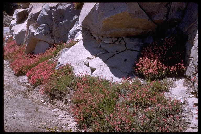 Слика од Penstemon newberryi Gray