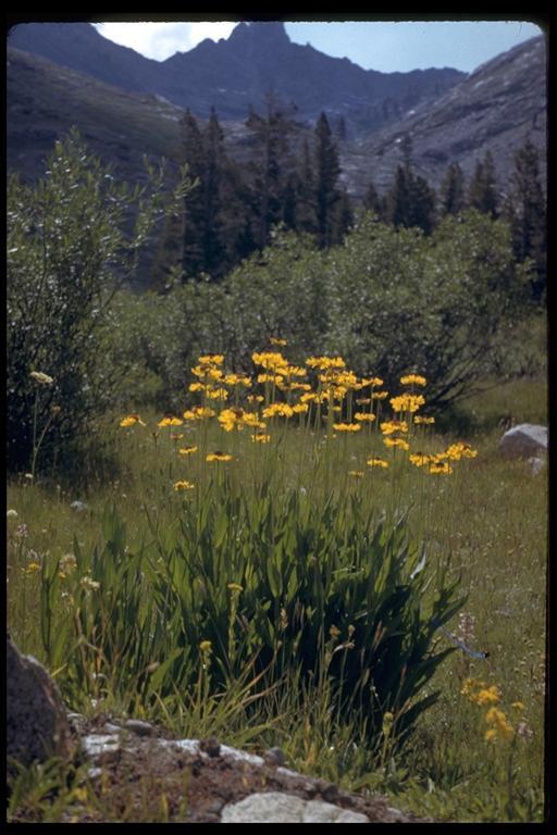 Image of Bigelow's sneezeweed