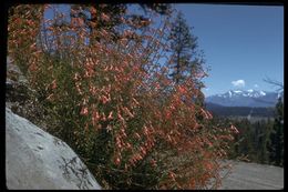 Image of Bridge penstemon