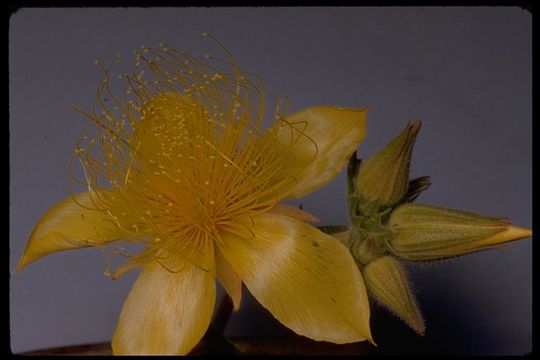 Image of Lindley's blazingstar