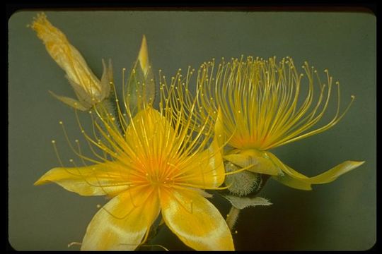 Image of Lindley's blazingstar