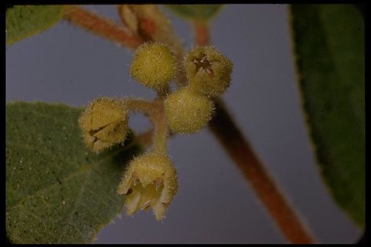 Image of <i>Frangula <i>rubra</i></i> ssp. rubra