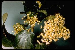 Ceanothus velutinus Dougl. resmi