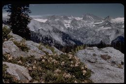 Image of Sierra bleeding heart