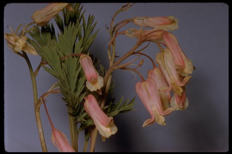 Image of Sierra bleeding heart