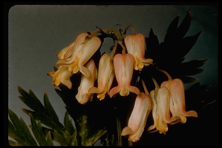 Image of Sierra bleeding heart