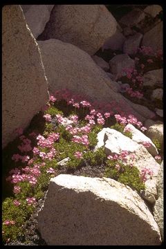 Plancia ëd Primula suffrutescens A. Gray