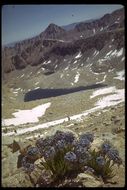 Слика од Polemonium eximium Greene