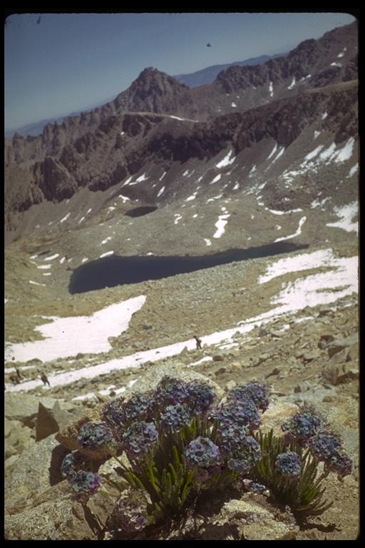 Слика од Polemonium eximium Greene