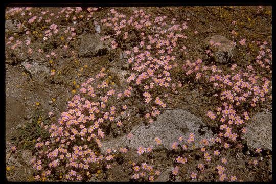 Image of mustang clover