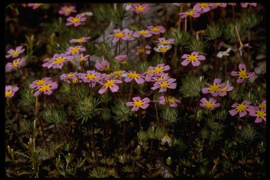 Image of mustang clover