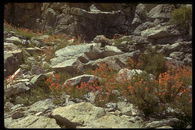 Image of wavyleaf Indian paintbrush