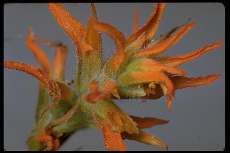 Image of wavyleaf Indian paintbrush