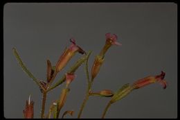 Plancia ëd <i>Mimulus breweri</i>