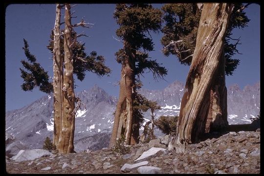 Image of <i>Pinus balfouriana</i> ssp. <i>austrina</i>