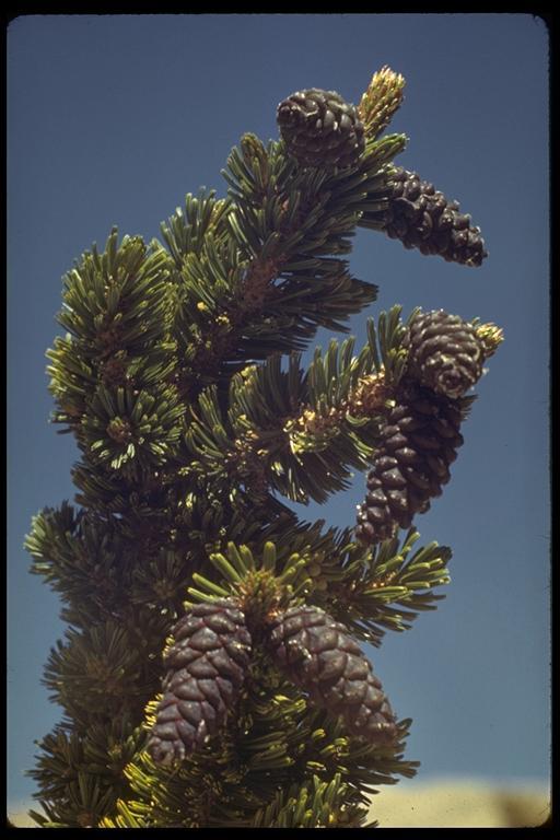 Image of <i>Pinus balfouriana</i> ssp. <i>austrina</i>