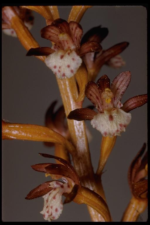 Image of Spotted coralroot