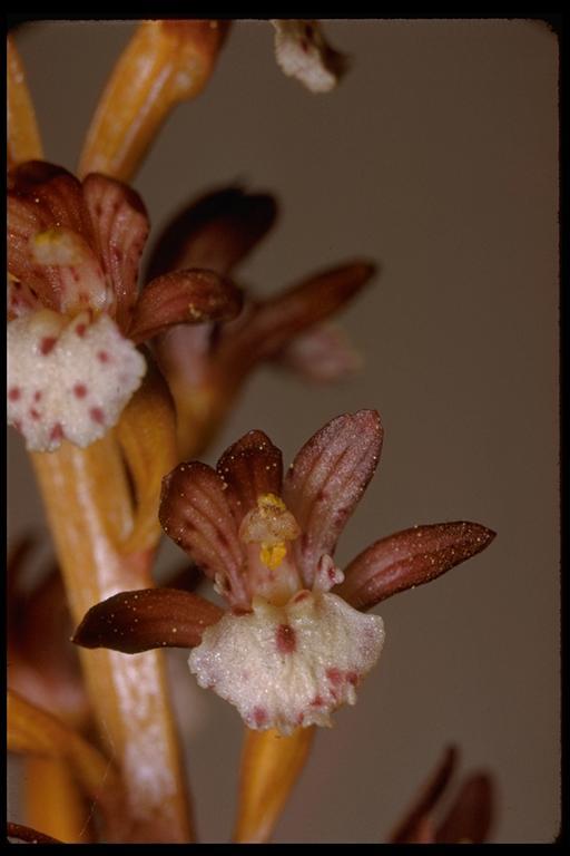 Image of Spotted coralroot