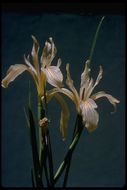 Image of rainbow iris