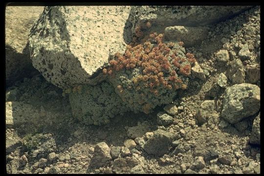 Image of cushion buckwheat