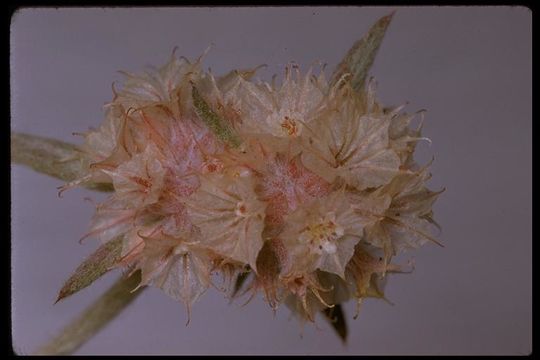 Image of pink spineflower