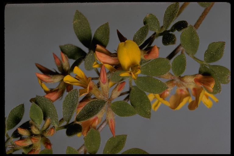 <i>Acmispon nevadensis</i>的圖片