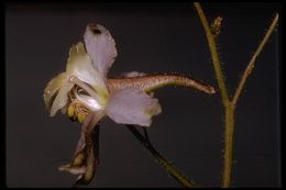 Image de Delphinium gracilentum Greene