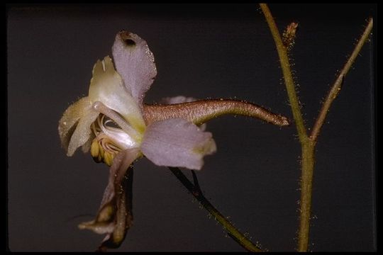 Image of pine forest larkspur