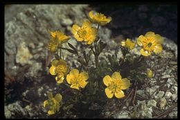 Image de Ranunculus eschscholtzii Schltdl.