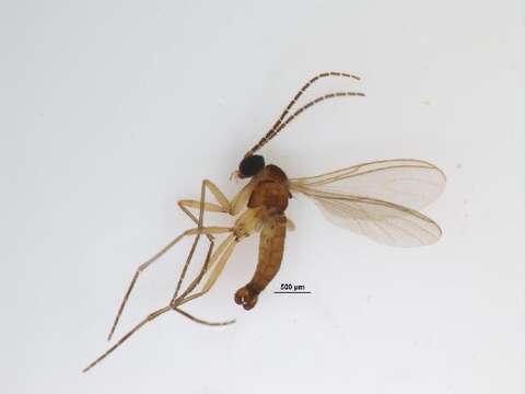 صورة Scythropochroa