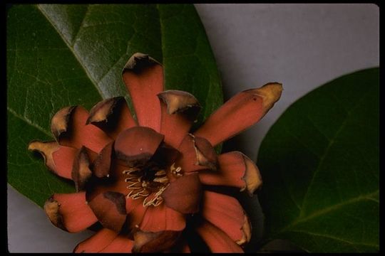 Image of western sweetshrub