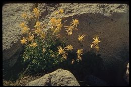 صورة Aquilegia pubescens Coville