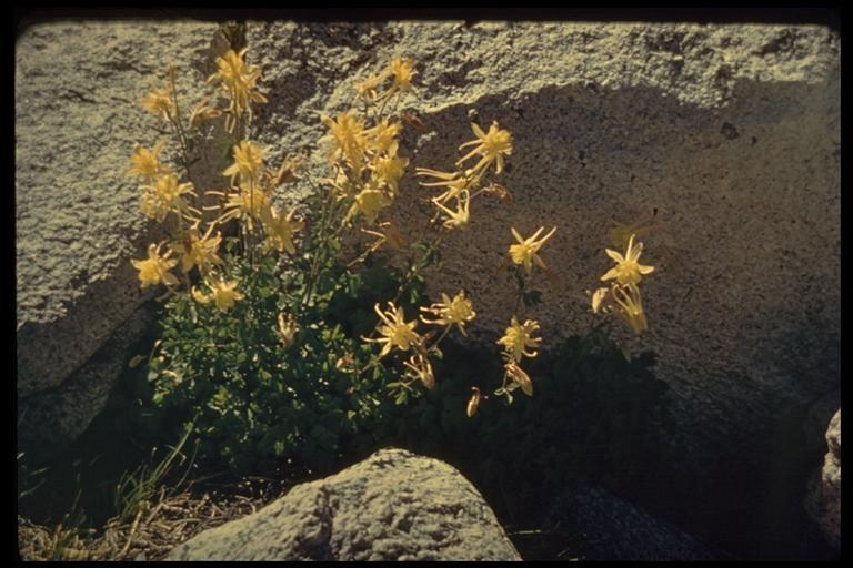 صورة Aquilegia pubescens Coville