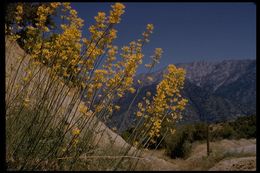 Imagem de Ehrendorferia chrysantha (Hook. & Arn.) J. Rylander