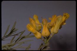 Imagem de Ehrendorferia chrysantha (Hook. & Arn.) J. Rylander